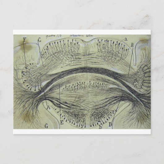 Spinale neuronen van Cajal - 5 Briefkaart (Voorkant)