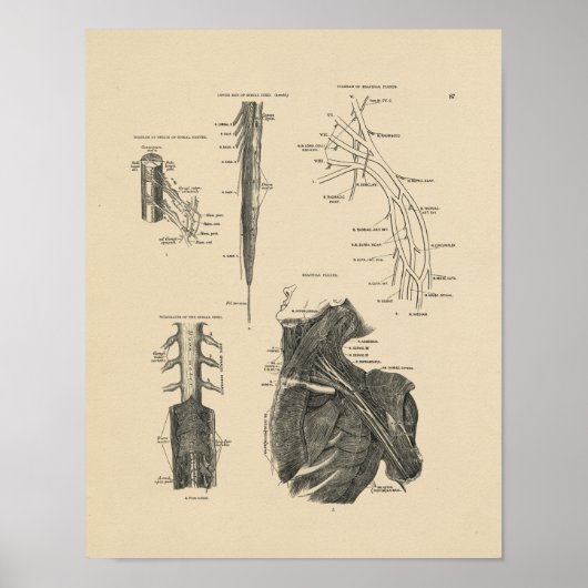 Spinale zenuwen Anatomie 1880 Afdrukken Poster (Voorkant)