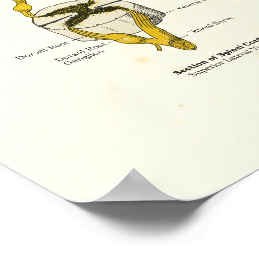 Spinale zenuwen Chiropractie Medisch Poster (Hoek)