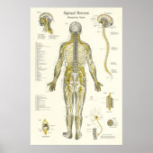 Spinale zenuwen Chiropractie Medisch Poster (Voorkant)