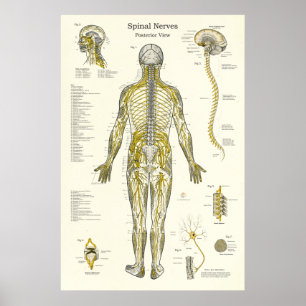 Spinale zenuwen Chiropractie Medisch Poster