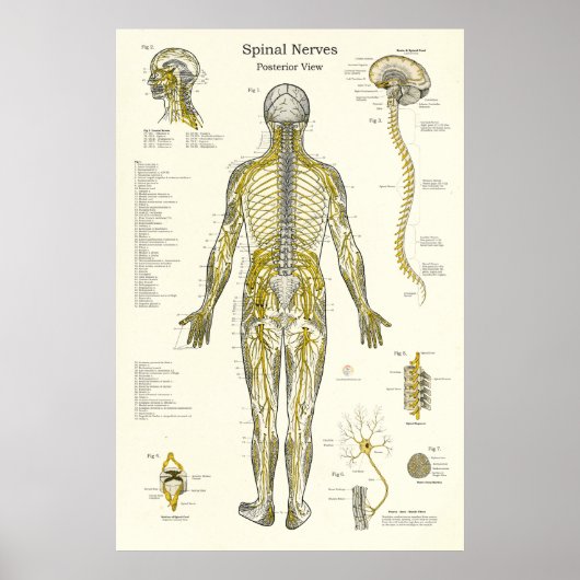 Spinale zenuwen Chiropractie Medisch Poster (Voorkant)
