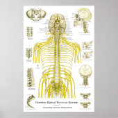Spinale zenuwen Chiropractische subluxaties Poster (Voorkant)