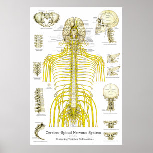 Spinale zenuwen Chiropractische subluxaties Poster