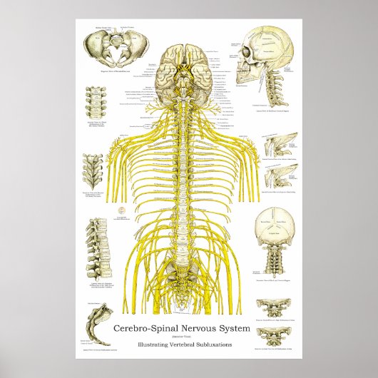 Spinale zenuwen Chiropractische subluxaties Poster (Voorkant)
