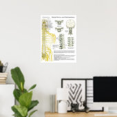Spinale zenuwen en subluxe Chiropraktijk Poster (Thuiskantoor)