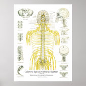 Spinale zenuwen en subluxe Chiropraktijk Poster (Voorkant)