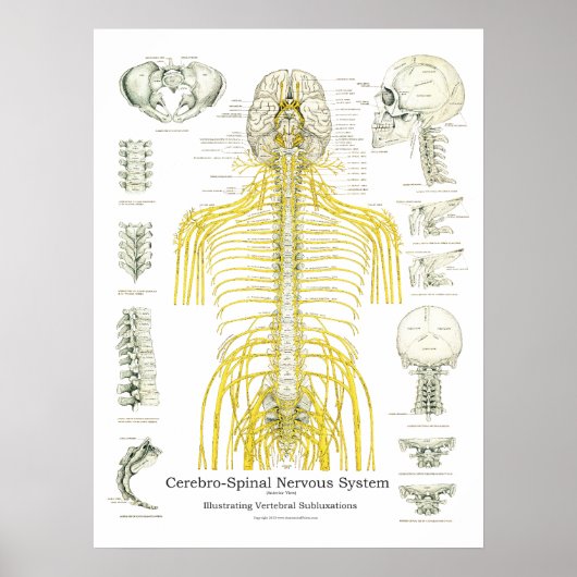 Spinale zenuwen en subluxe Chiropraktijk Poster (Voorkant)