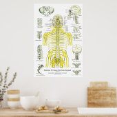 Spinale zenuwen Subluxe Chiropraktijk Poster (Keuken)