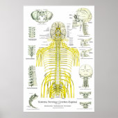 Spinale zenuwen Subluxe Chiropraktijk Poster (Voorkant)