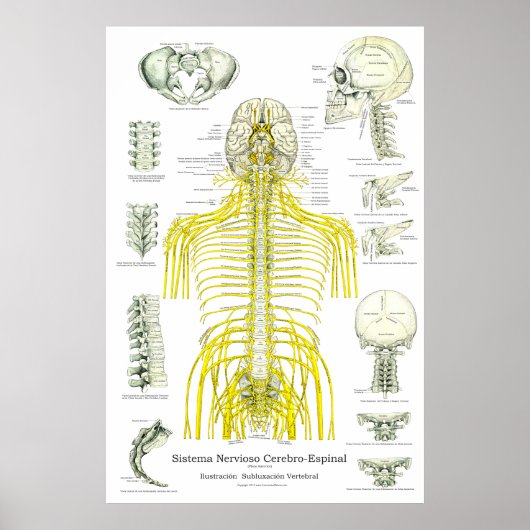 Spinale zenuwen Subluxe Chiropraktijk Poster (Voorkant)
