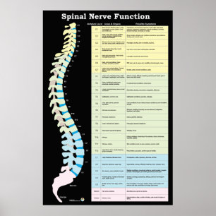 Spinale zenuwfunctie Poster Chiropractisch
