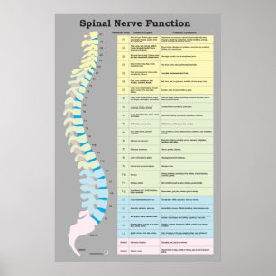Spinale zenuwfunctie Poster Chiropractisch