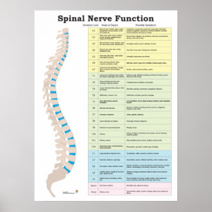Spinale zenuwfunctie Poster Chiropractisch