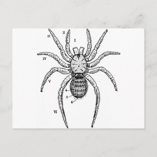 spindiagram briefkaart (Voorkant)