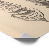 Spine Anatomy Chiropractic Print (Hoek)