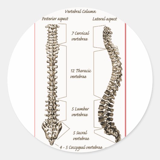 Spine Details Sepia2 Ronde Sticker (Voorkant)