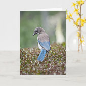 Spingtime Jay Kaart (Gele Bloem)