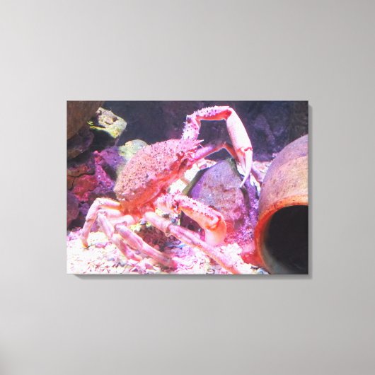 Spinkrab Canvas Afdruk (Voorkant)