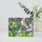 Spinnen in webBriefkaart Briefkaart (Staand voorkant)