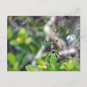 Spinnen in webBriefkaart Briefkaart