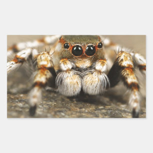 Spinnen Natuur Dieren Wilde insecten Rechthoekige Sticker