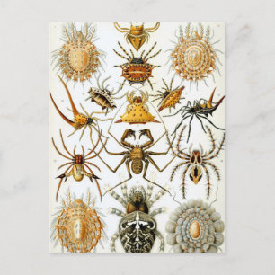  spinnen of spinachtigen door Ernst Haeckel Briefkaart