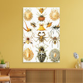spinnen of spinachtigen door Ernst Haeckel Canvas Afdruk (Insitu (Woonkamer))