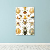 spinnen of spinachtigen door Ernst Haeckel Canvas Afdruk (Insitu (Houten vloer))