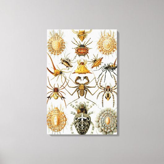 spinnen of spinachtigen door Ernst Haeckel Canvas Afdruk (Voorkant)
