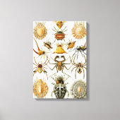  spinnen of spinachtigen door Ernst Haeckel Canvas Afdruk (Voorkant)
