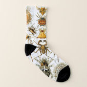 spinnen of spinachtigen door Ernst Haeckel Sokken (Links binnenkant)