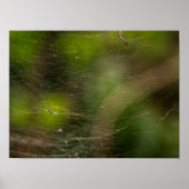 Spinnenweb  poster (Voorkant)