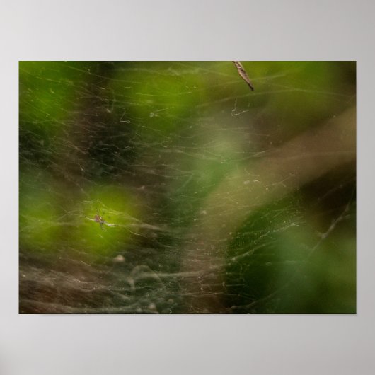 Spinnenweb poster (Voorkant)