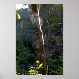 Spinnenwebben, Holy Jim Trail - Orange County Poster