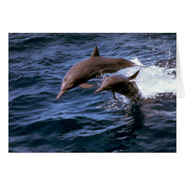 Spinner dolphin (Voorkant Horizontaal)