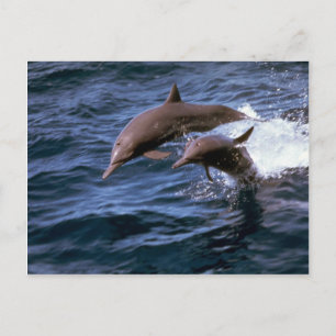 Spinner dolphin briefkaart