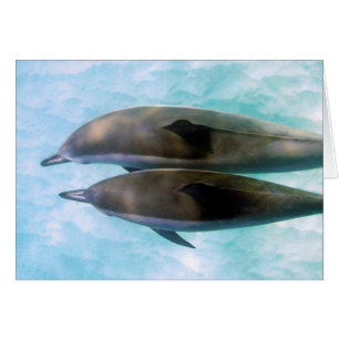 Spinner Dolphins Oahu Hawaii