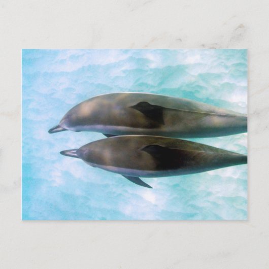 Spinner Dolphins | Oahu Hawaii Briefkaart (Voorkant)
