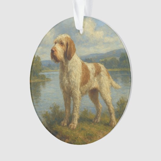 Spinone Italiano (devant)