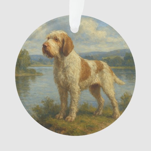 Spinone Italiano (devant)