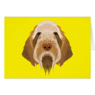 Spinone Italiano