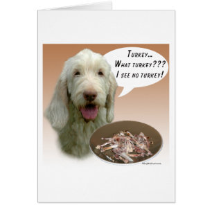Spinone Italiano Turkije