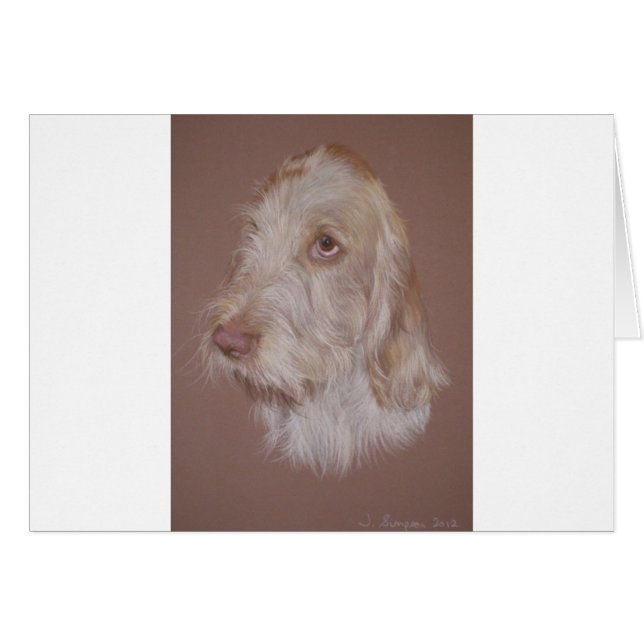 Spinone italienne (Devant horizontal)