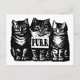 Spint Kittens Briefkaart