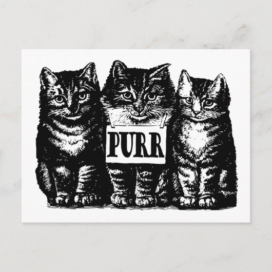 Spint Kittens Briefkaart (Voorkant)