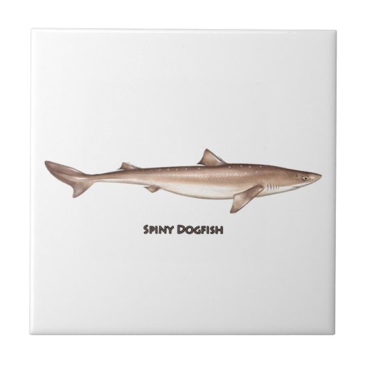 Spiny Dogfish Tegeltje (Voorkant)