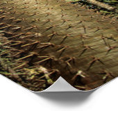 Spiny Forest, samengesteld uit pachypodiumbomen Poster (Hoek)