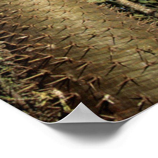 Spiny Forest, samengesteld uit pachypodiumbomen Poster (Hoek)