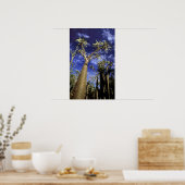 Spiny Forest, samengesteld uit pachypodiumbomen Poster (Keuken)